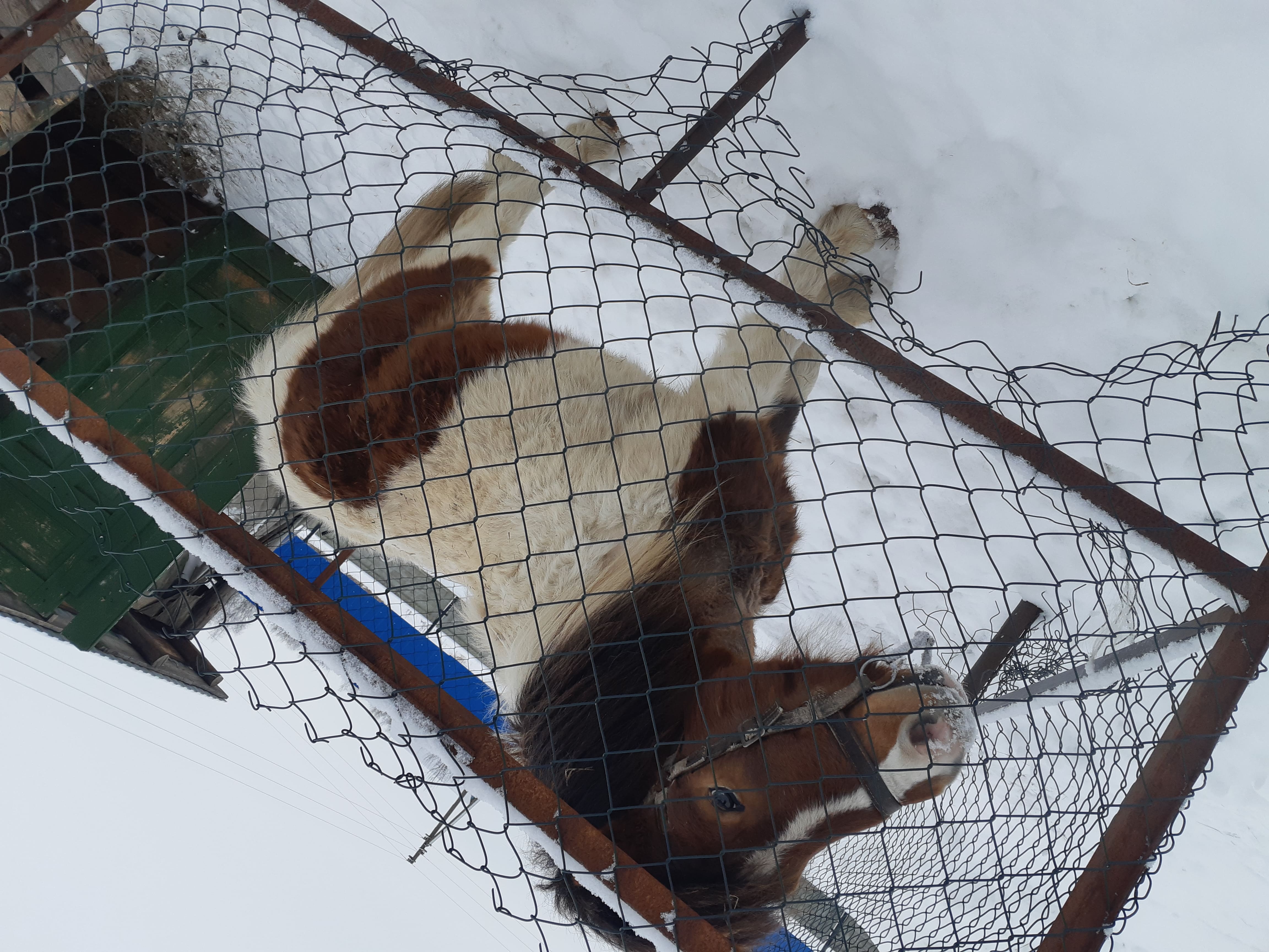 Семейная сказка 