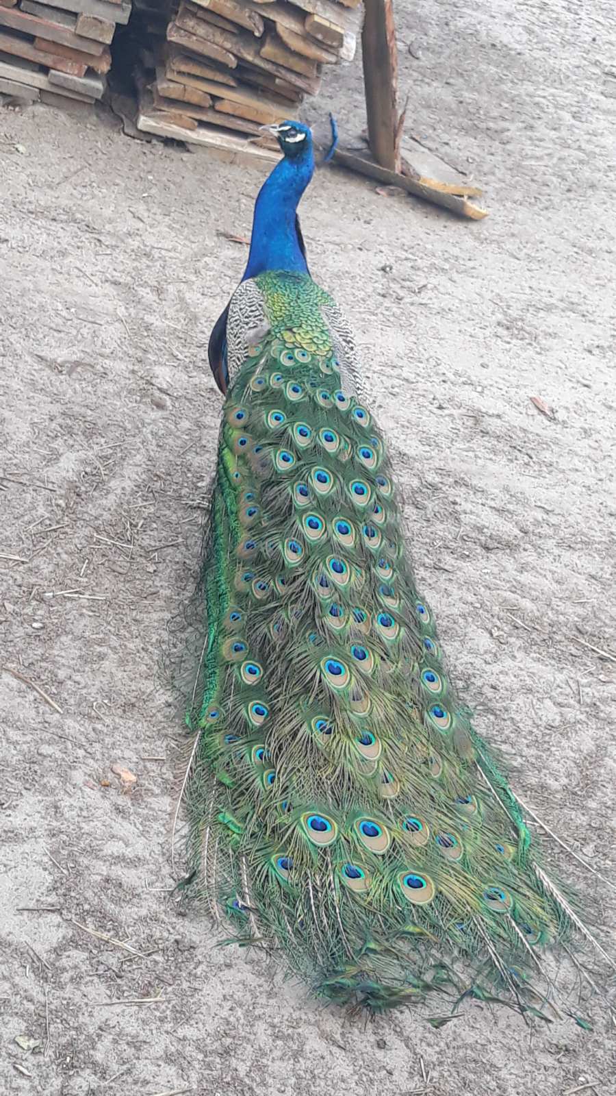 Семейная сказка 