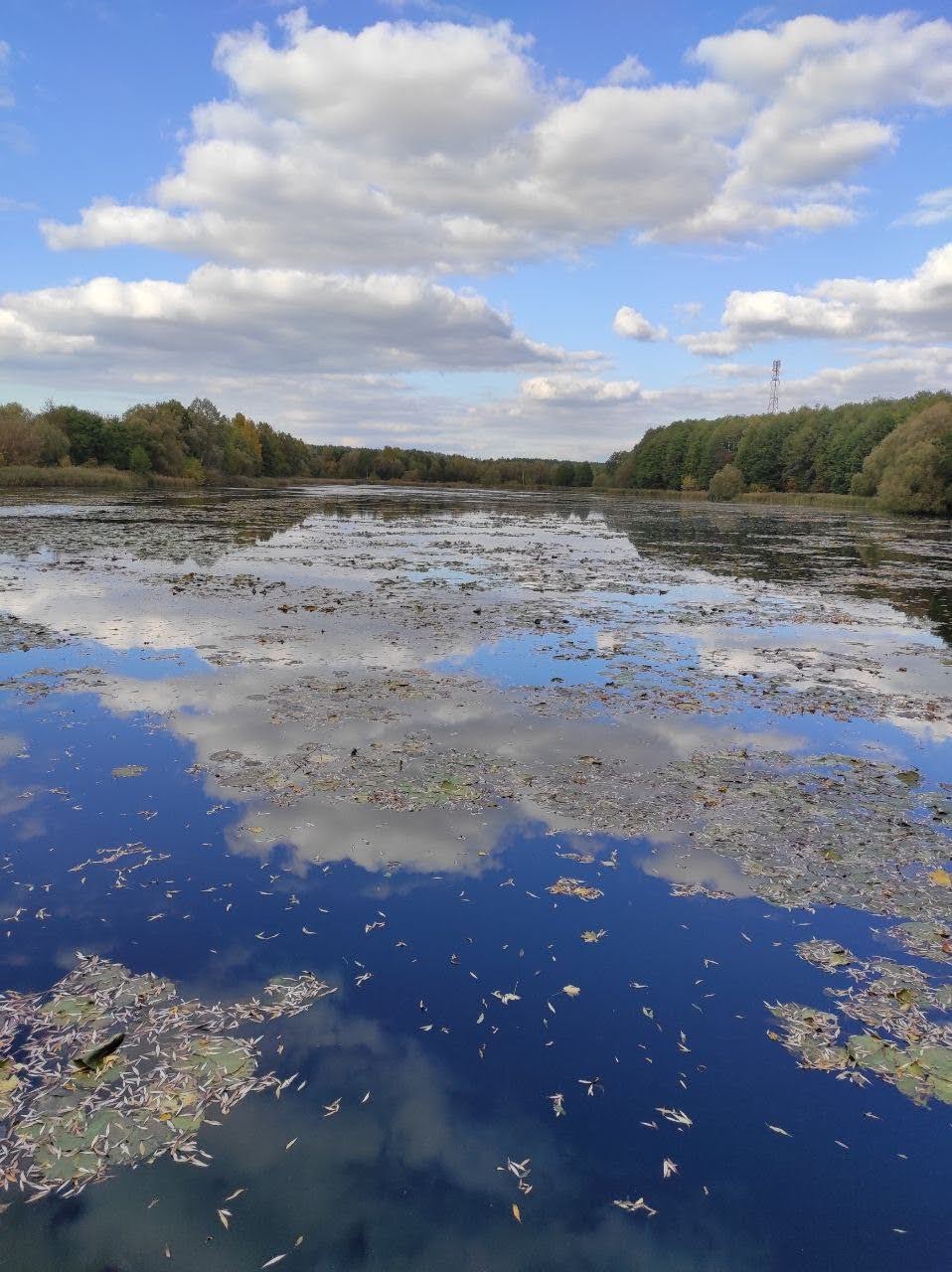 Пруд в д. Грабовка