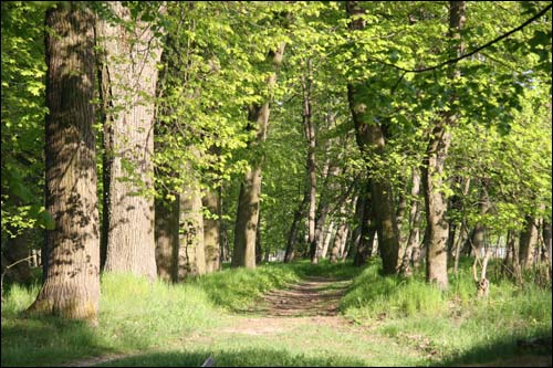 Липовые аллеи парка в д. Грабовка
