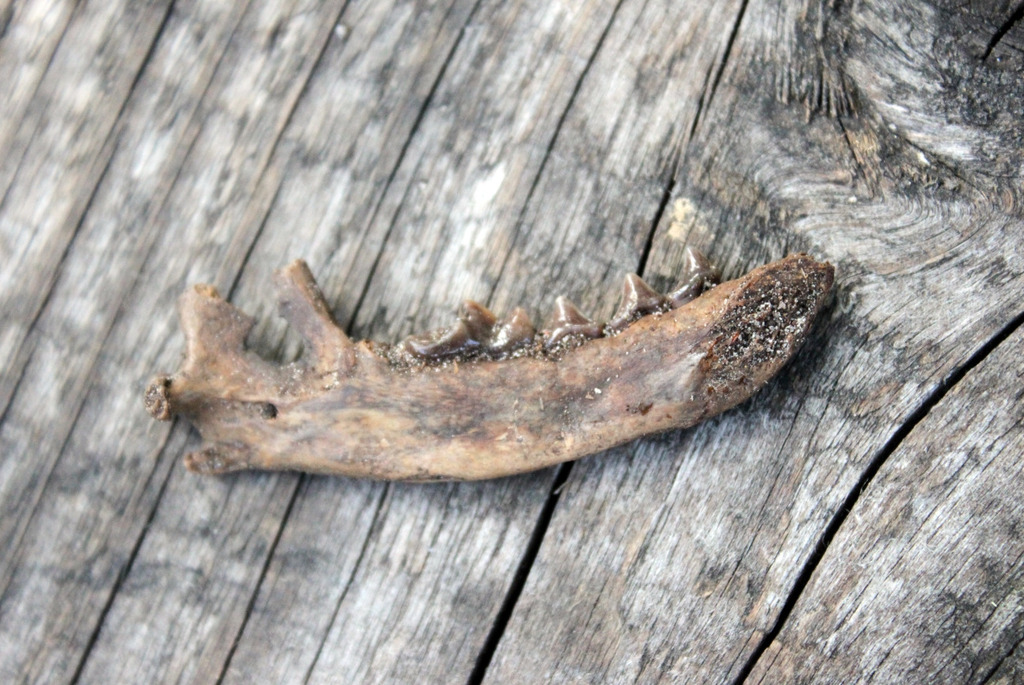 археологические памятники Кривина и Асавец