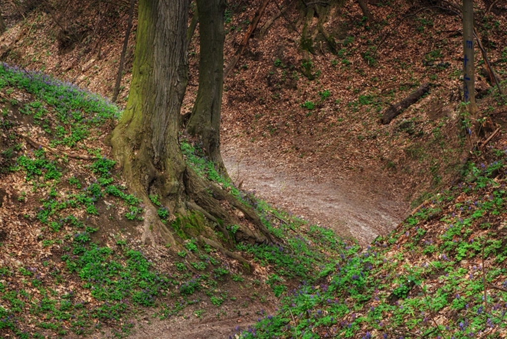 Белорусские каньоны: ландшафтный заказник «Мозырские овраги»