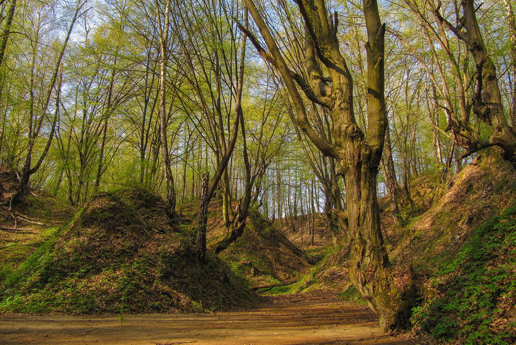 Белорусские каньоны: ландшафтный заказник «Мозырские овраги»