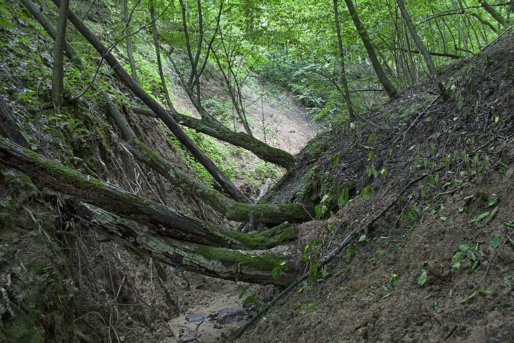 Белорусские каньоны: ландшафтный заказник «Мозырские овраги»
