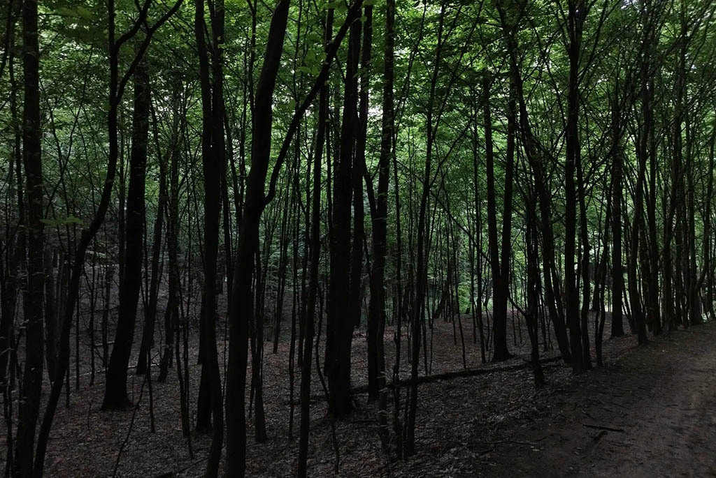 Белорусские каньоны: ландшафтный заказник «Мозырские овраги»