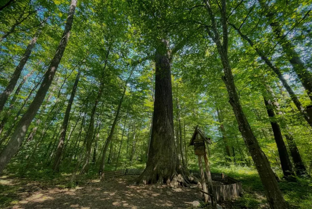 Царь-дуб Пожежинский