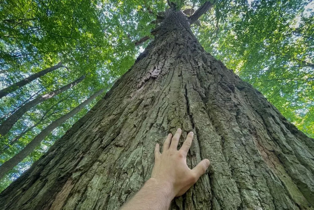 Царь-дуб Пожежинский