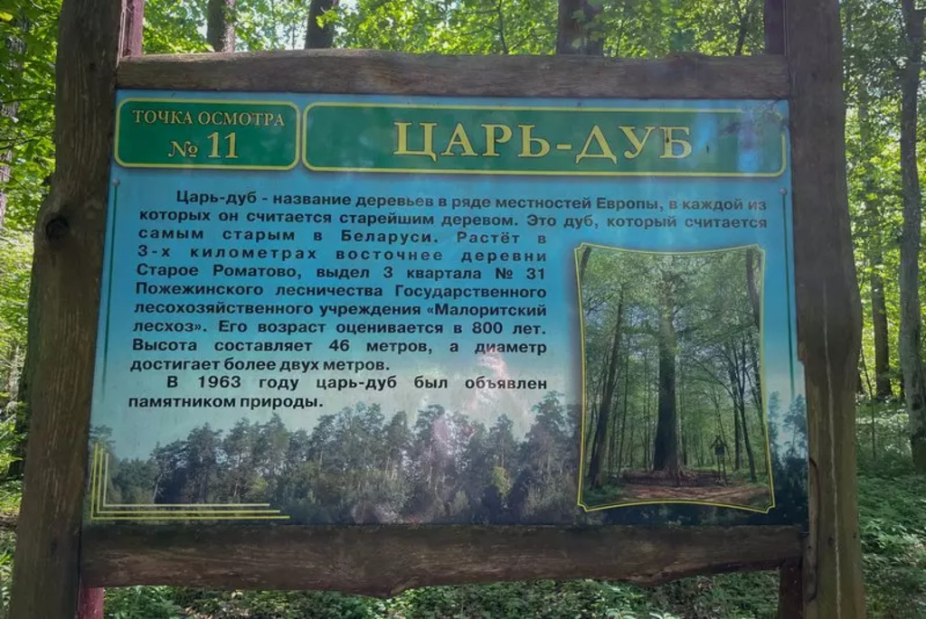 Царь-дуб Пожежинский