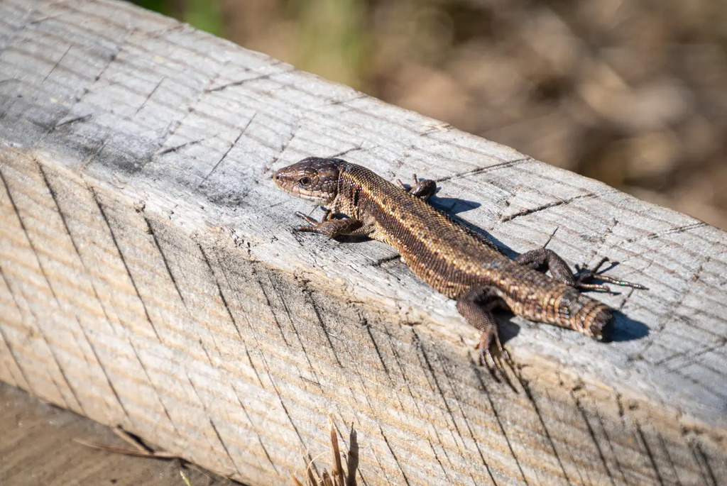 В краю вертлявой камышевки
