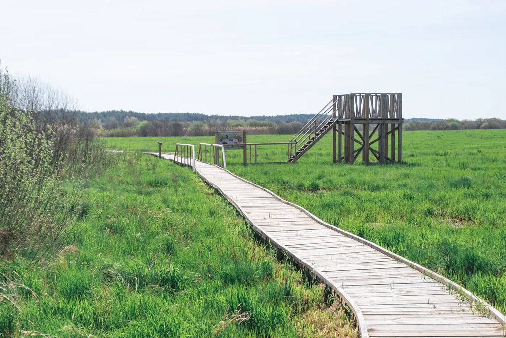 В краю вертлявой камышевки
