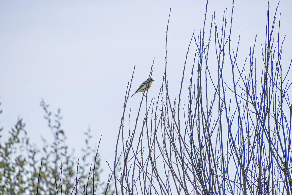 В краю вертлявой камышевки
