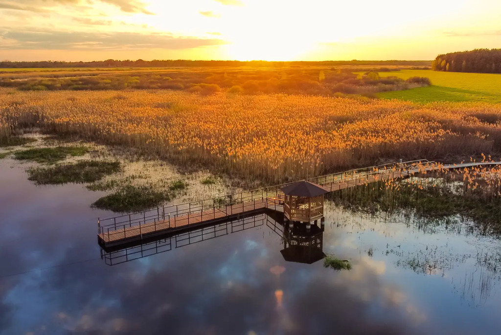 В краю вертлявой камышевки