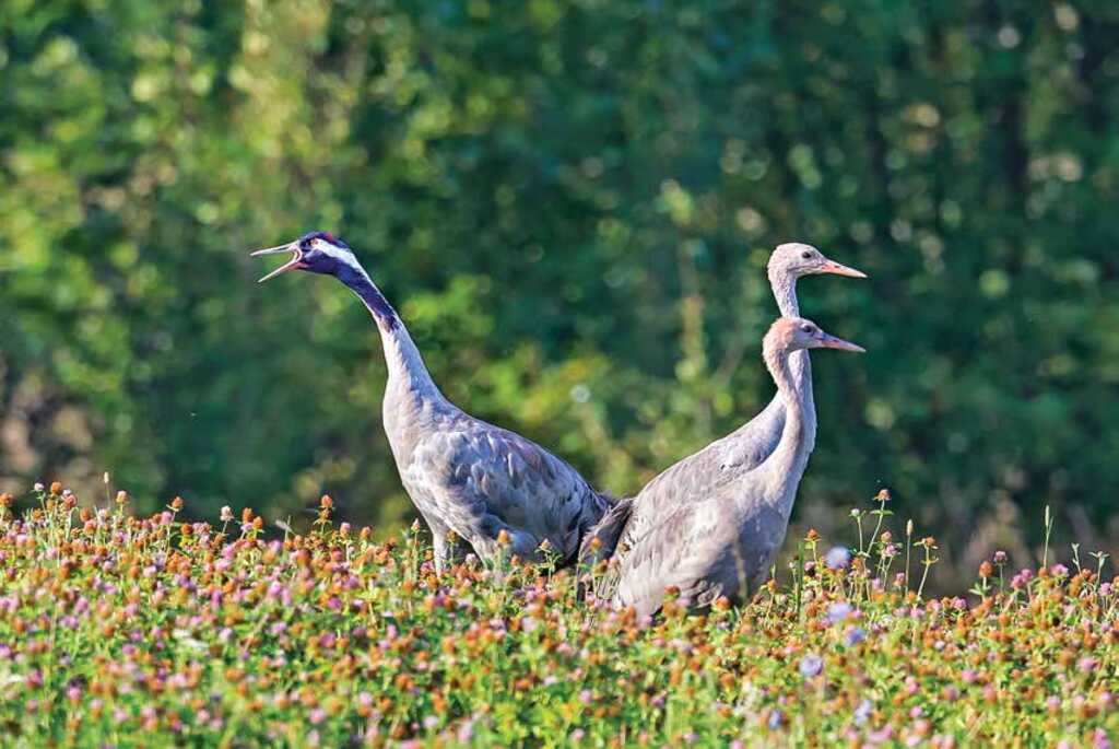 заказник «Выдрица»