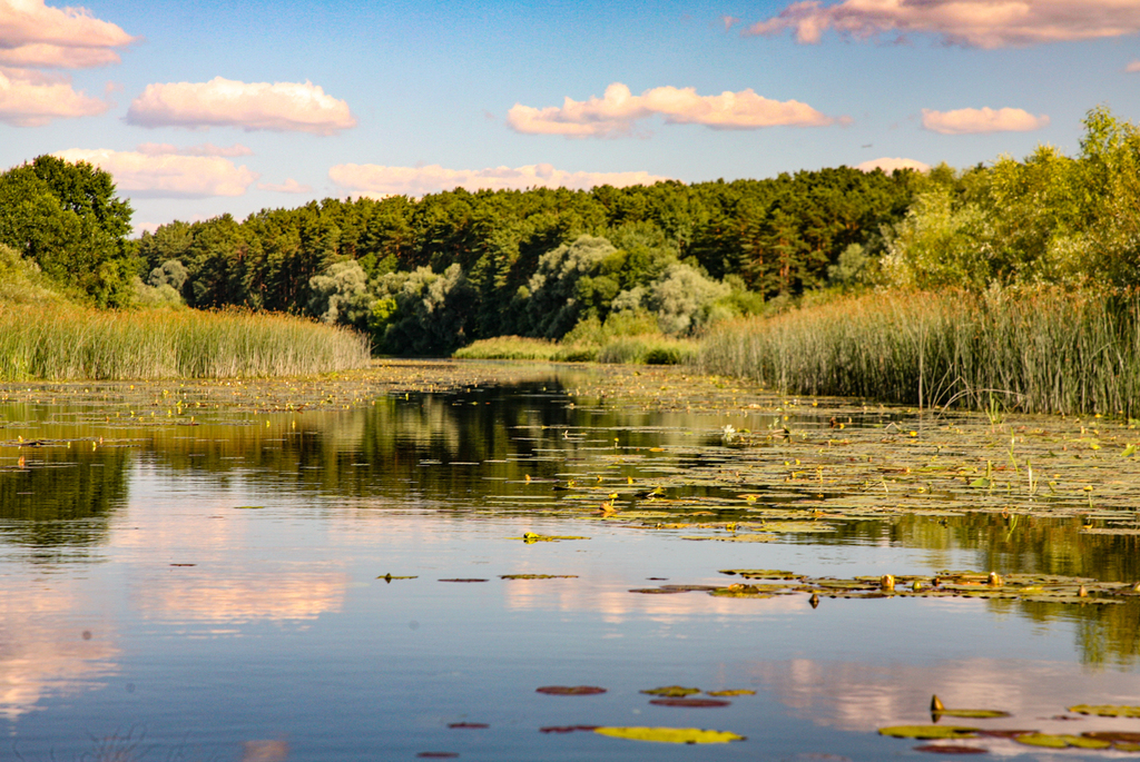 заказник «Выдрица»