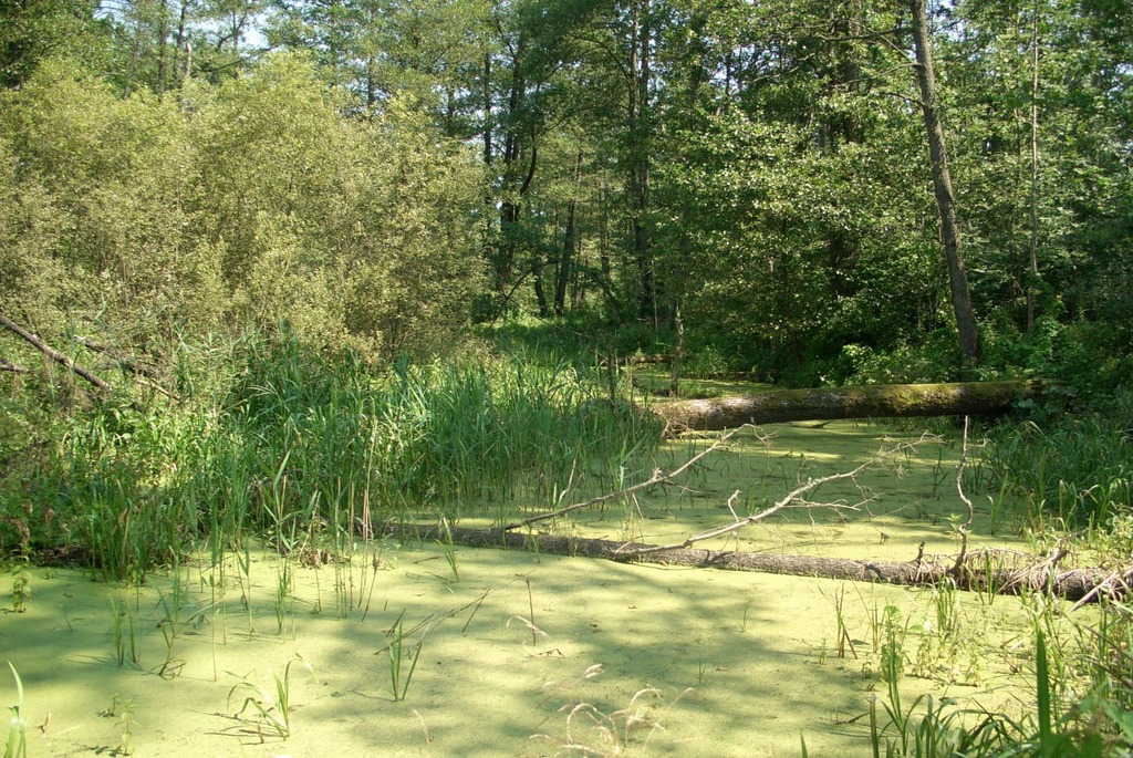 заказник «Выдрица»