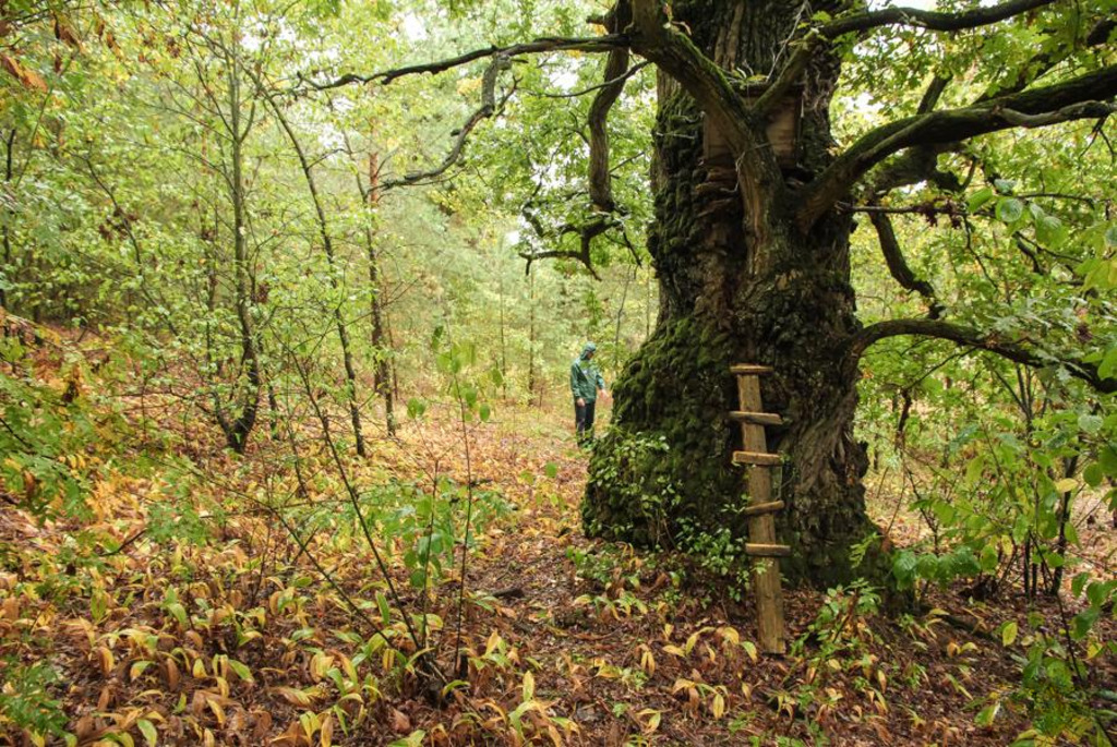 Голландские поселения в деревне Домачево