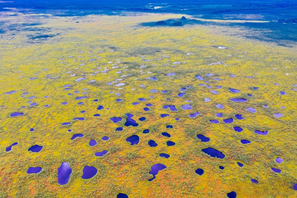 Козьянские болота – загадочный «Белорусский Меркурий»