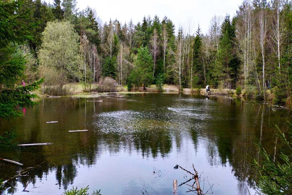 Лесное озеро в Боровлянах