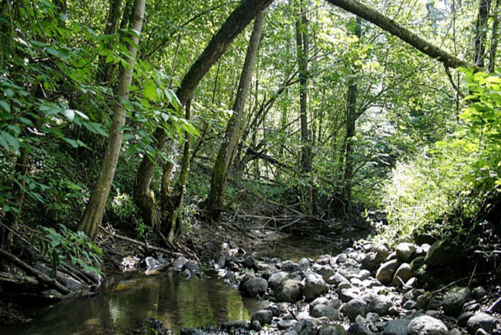 Лесной массив «Рацкий Бор»