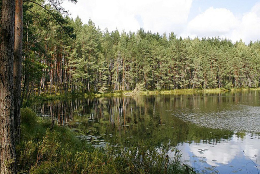 Лесной массив «Рацкий Бор»