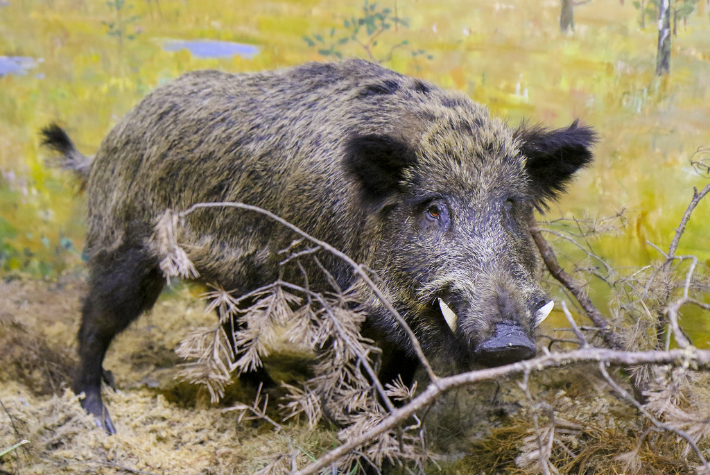 природное разнообразие