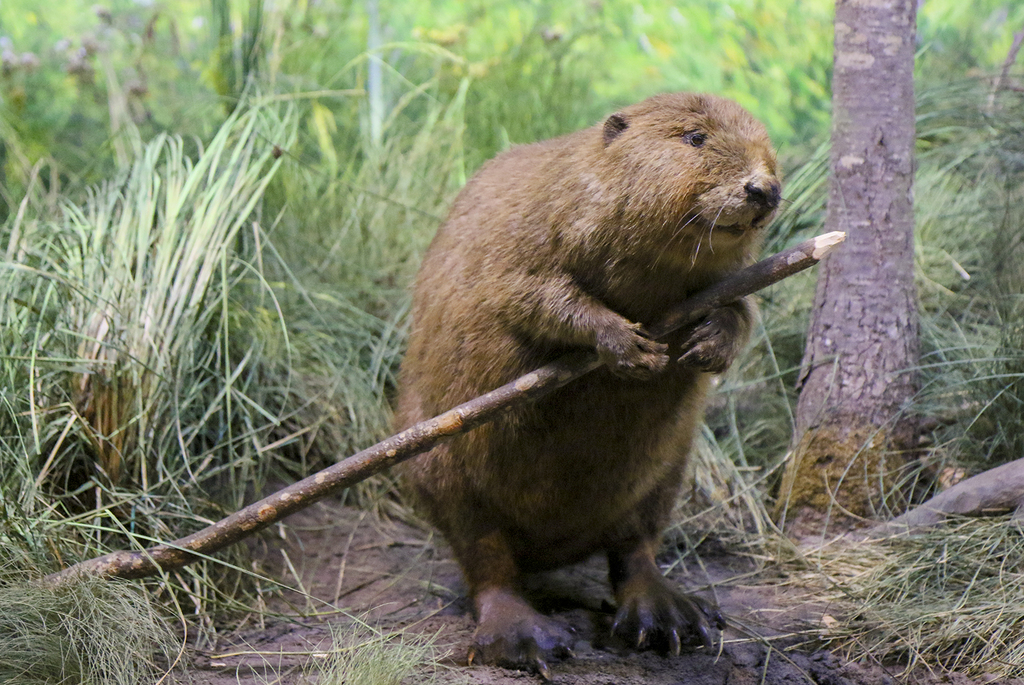природное разнообразие