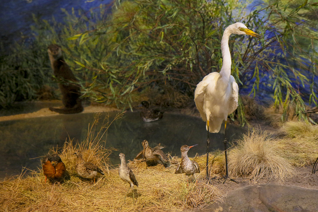 природное разнообразие