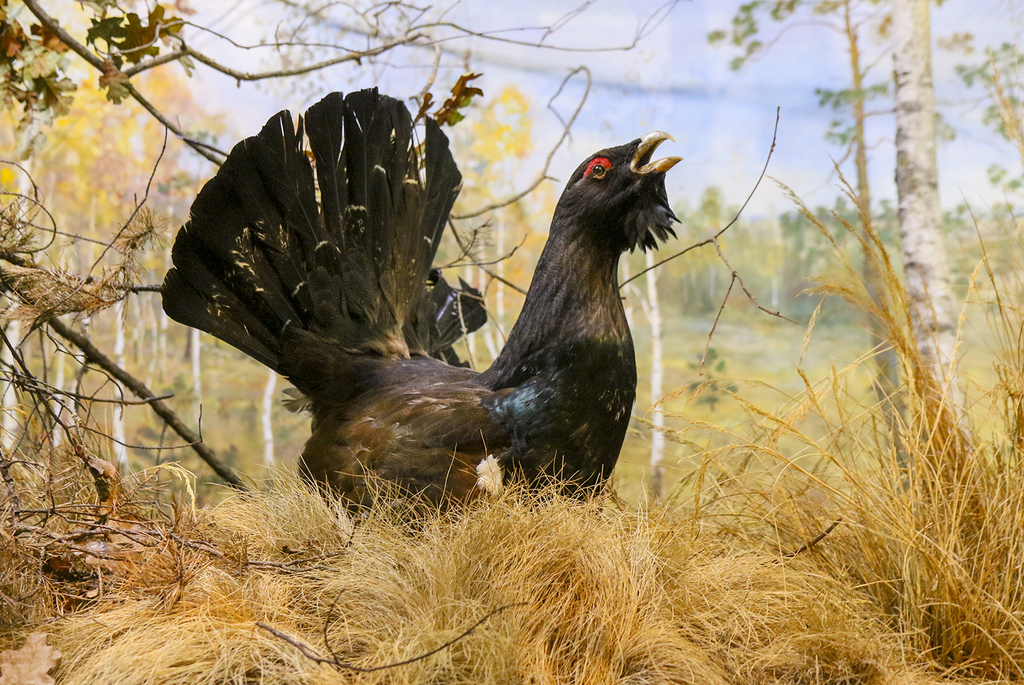 природное разнообразие