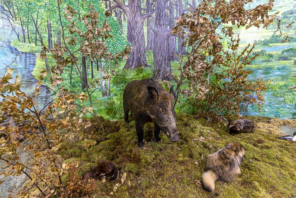Nature Museum in Turov