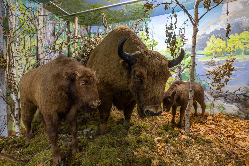 Nature Museum in Turov