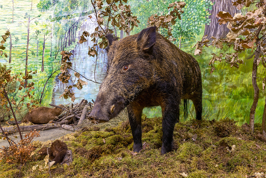Nature Museum in Turov