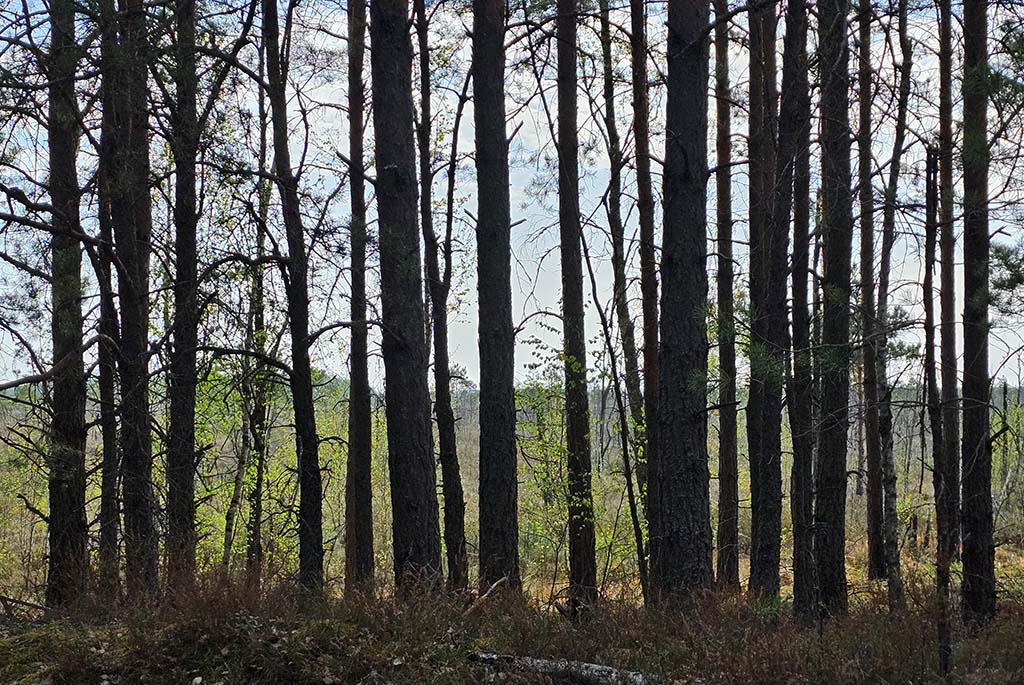 Pripyatsky National Park