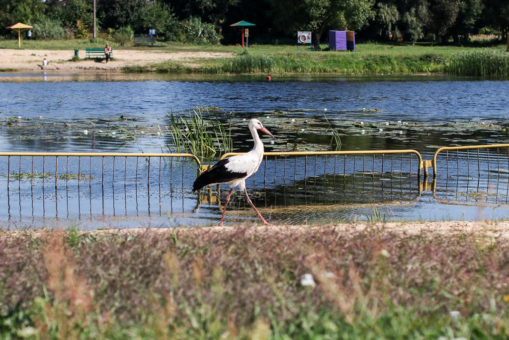 Озеро Верхолесское в Кобринском районе