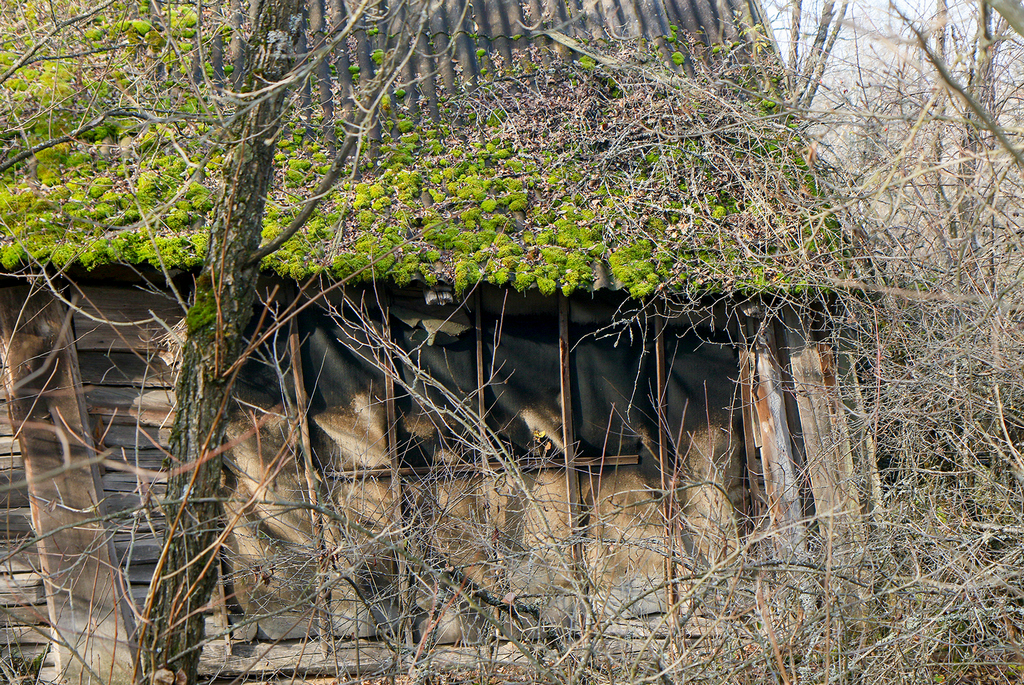 Radiation-Ecological Reserve