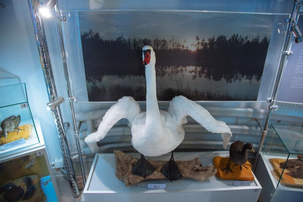 Natural and Ecological Museum in the Water Tower