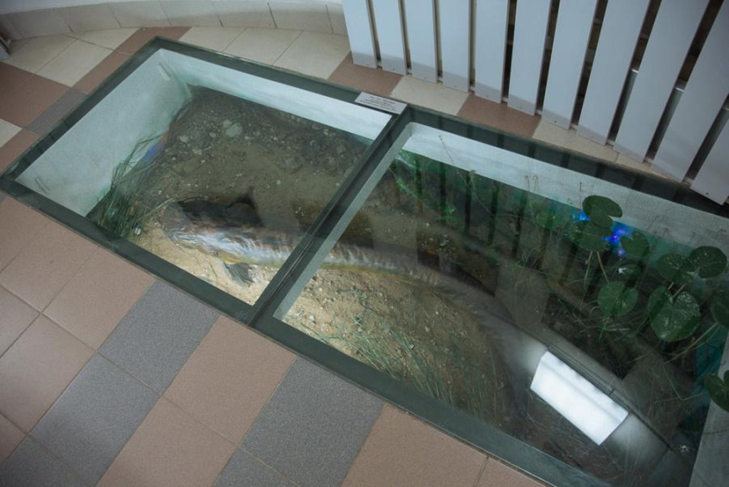 Natural and Ecological Museum in the Water Tower