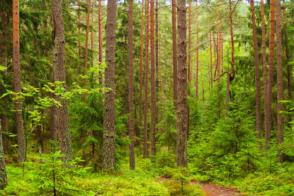 Удивительные экотропы Беларуси