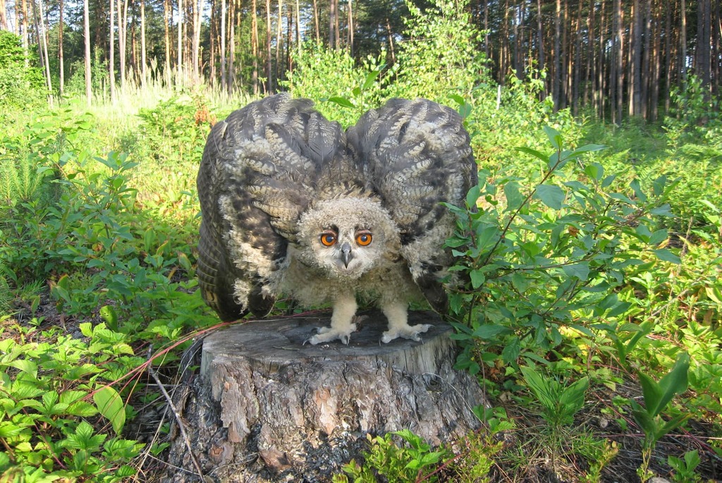 Удивительные экотропы Беларуси