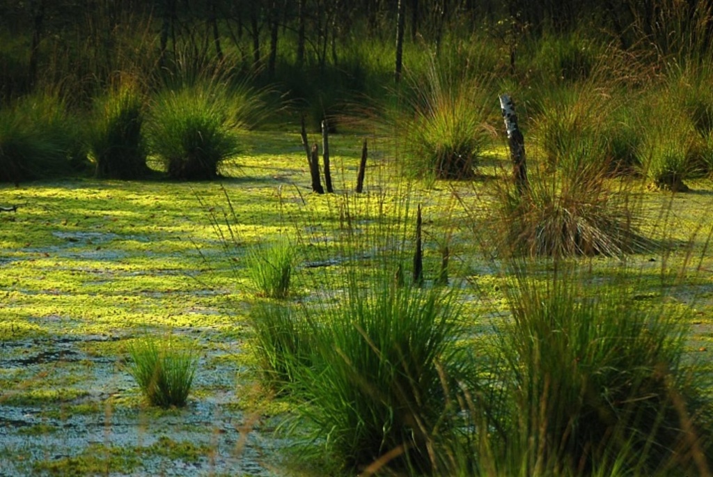 Заказник «Острова Дулебы»