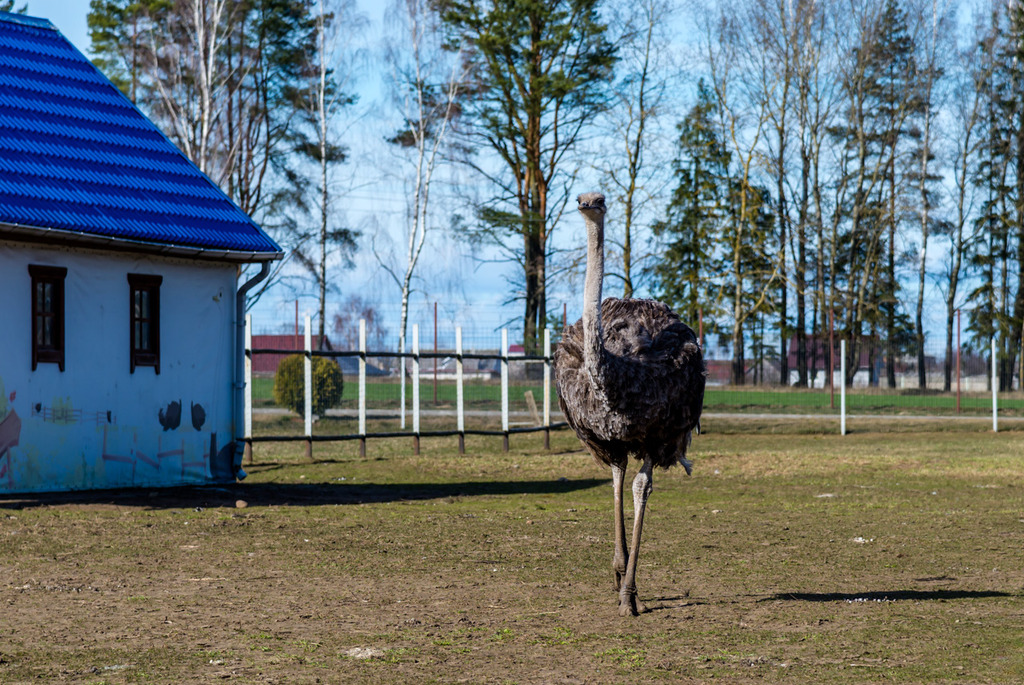 Зоосад в центре экотуризма «Станьково»