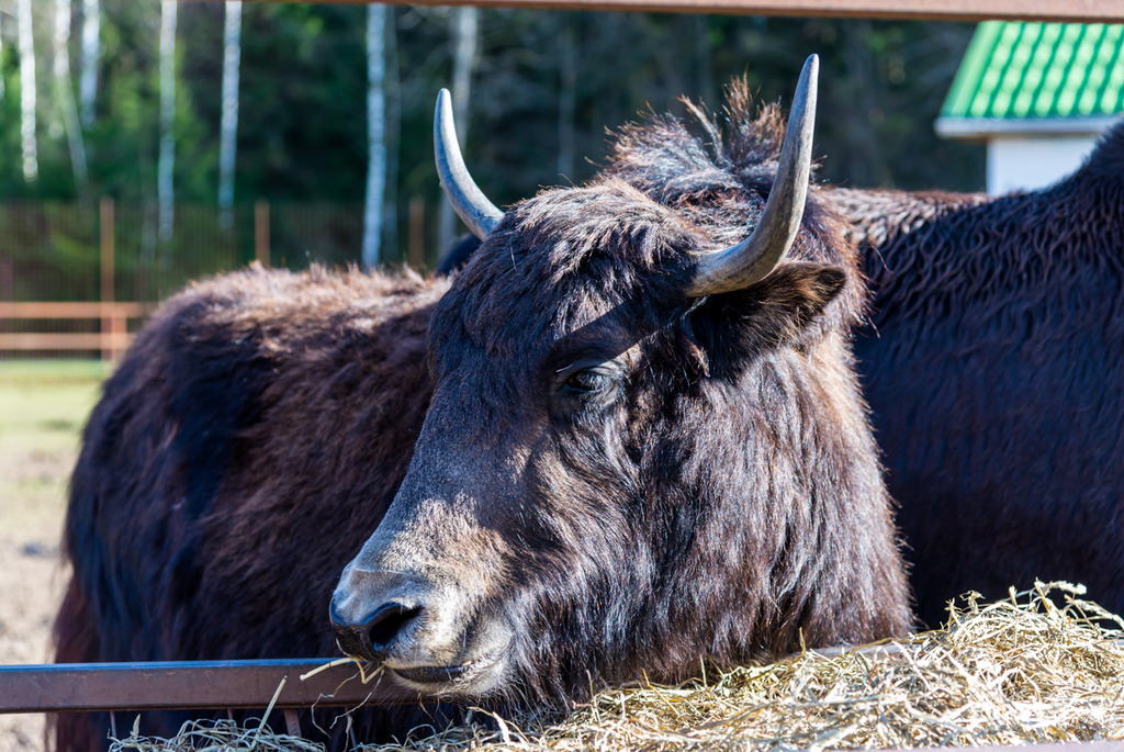 Зоосад в центре экотуризма «Станьково»