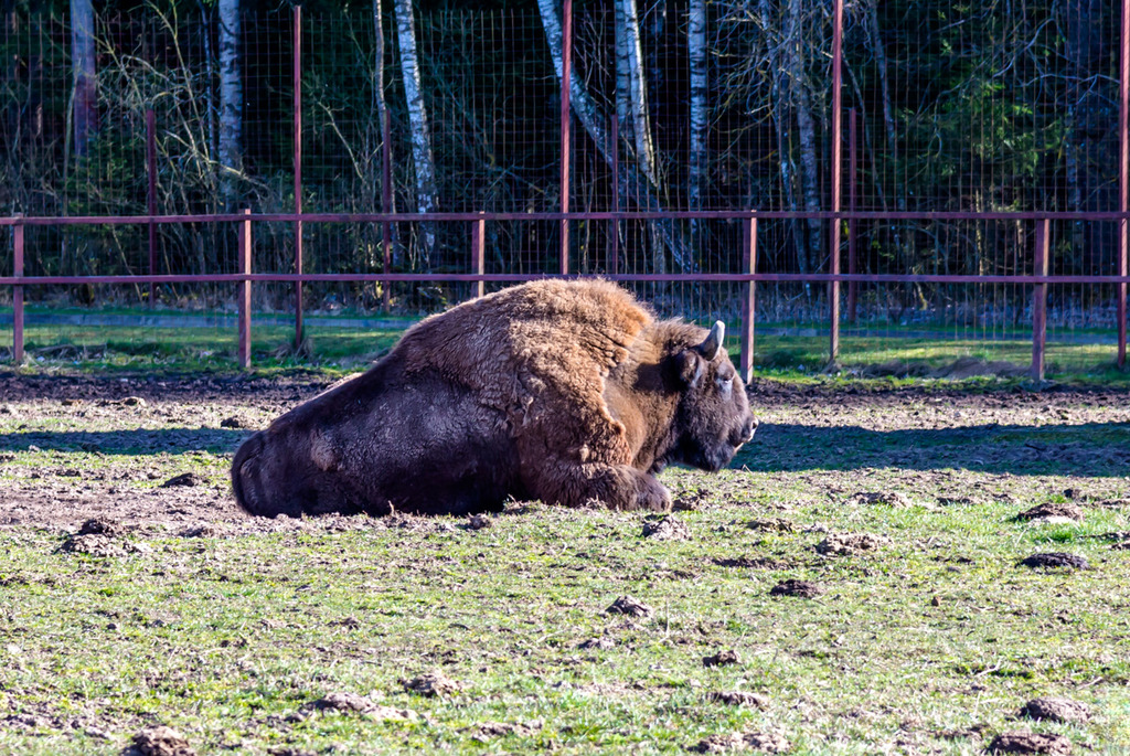 Зоосад в центре экотуризма «Станьково»