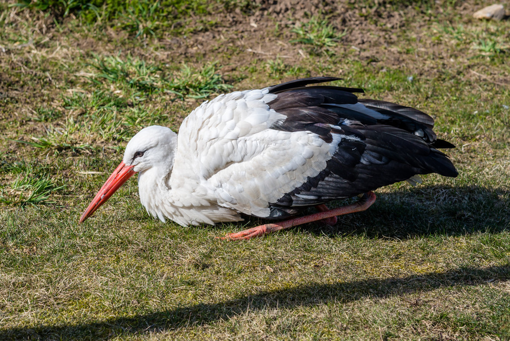 Зоосад в центре экотуризма &laquo;Станьково&raquo;