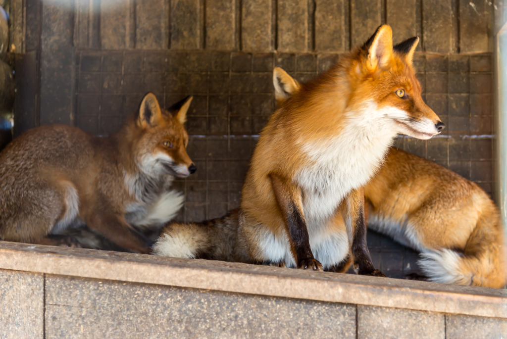 Зоосад в центре экотуризма &laquo;Станьково&raquo;