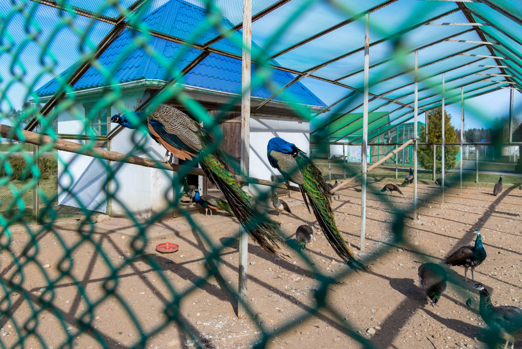 Зоосад в центре экотуризма &laquo;Станьково&raquo;