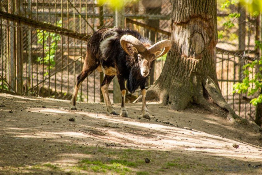 Buinichi Zoo