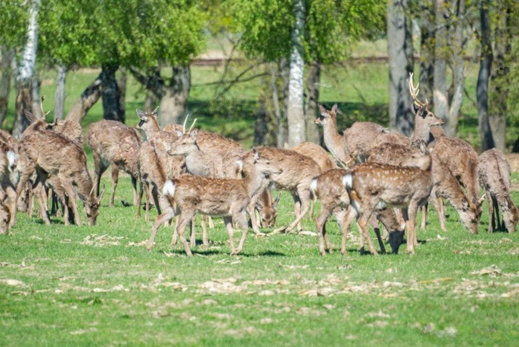 Buinichi Zoo