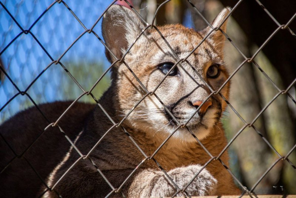 Buinichi Zoo